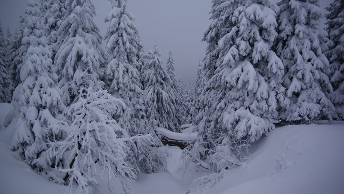 V okolí Karlovy Studánky a Pradědu napadlo od rána do odpoledne 45 cm sněhu