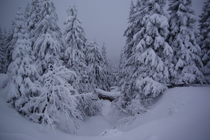 V okolí Karlovy Studánky a Pradědu napadlo od rána do odpoledne 45 cm sněhu