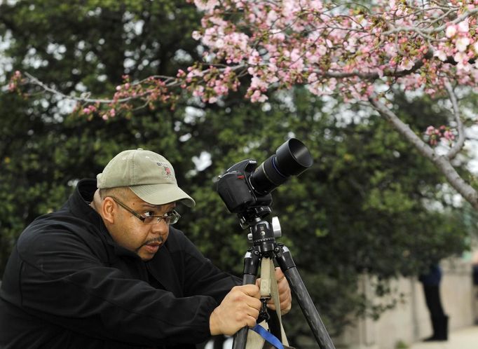 Květy třešní jsou lákavým námětem k zaznamenání. Fotoaparáty jsou v pohotovosti.