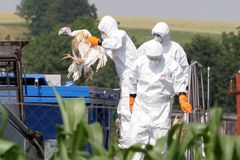 Evropa se bojí ptačí chřipky, nový případ hlásí Německo
