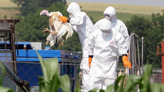 Virus H5N1 v českém chovu: Takto se likviduje ptačí chřipka