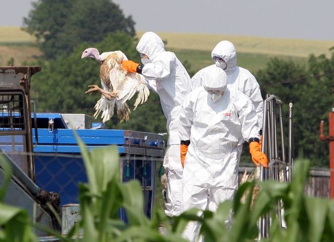 Analýzy potvrdily, že krocany na farmě v Tisové na Orlickoústecku zabil vysoce patogenní virus ptačí chřipky H5N1. Ve čtrvtek odpoledne začala likvidace zbytku chovu.