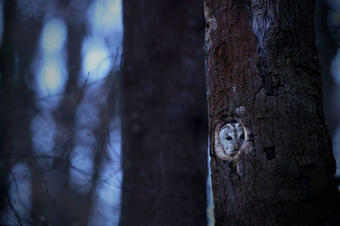 Czech Nature Photo 2020 - vítězné snímky