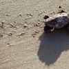 Foto: Líhnutí želv na pobřeží Jižní Karolíny v USA