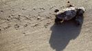 A Loggerhead turtle hatchling makes its way to the surf at Myrtle Beach State Park in Myrtle Beach, South Carolina August 4, 2012. Nest inventories are taken three days after the nests hatch and the empty egg shells are categorized and the information is sent to researchers. Turtle volunteers walk the area's beaches along South Carolina's coast daily during the nesting season, looking for signs of turtle activity and keeping tabs on the progress of the endangered species of turtles that lay their eggs along the coast. Photo taken August 4, 2012. REUTERS/Randall Hill (UNITED STATES - Tags: ANIMALS ENVIRONMENT)