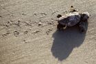 Na izolovaných Galapágách vědci objevili nový druh obří želvy, patří k němu pouhých 250 jedinců