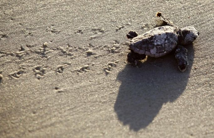 A Loggerhead turtle hatchling makes its way to the surf at Myrtle Beach State Park in Myrtle Beach, South Carolina August 4, 2012. Nest inventories are taken three days after the nests hatch and the empty egg shells are categorized and the information is sent to researchers. Turtle volunteers walk the area's beaches along South Carolina's coast daily during the nesting season, looking for signs of turtle activity and keeping tabs on the progress of the endangered species of turtles that lay their eggs along the coast. Photo taken August 4, 2012. REUTERS/Randall Hill (UNITED STATES - Tags: ANIMALS ENVIRONMENT)