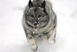 Hoopie, norský losí pes šedý (elkhund), si hraje v mokrém sněhu, který napadl ve Wakeusha ve Wisconsinu.