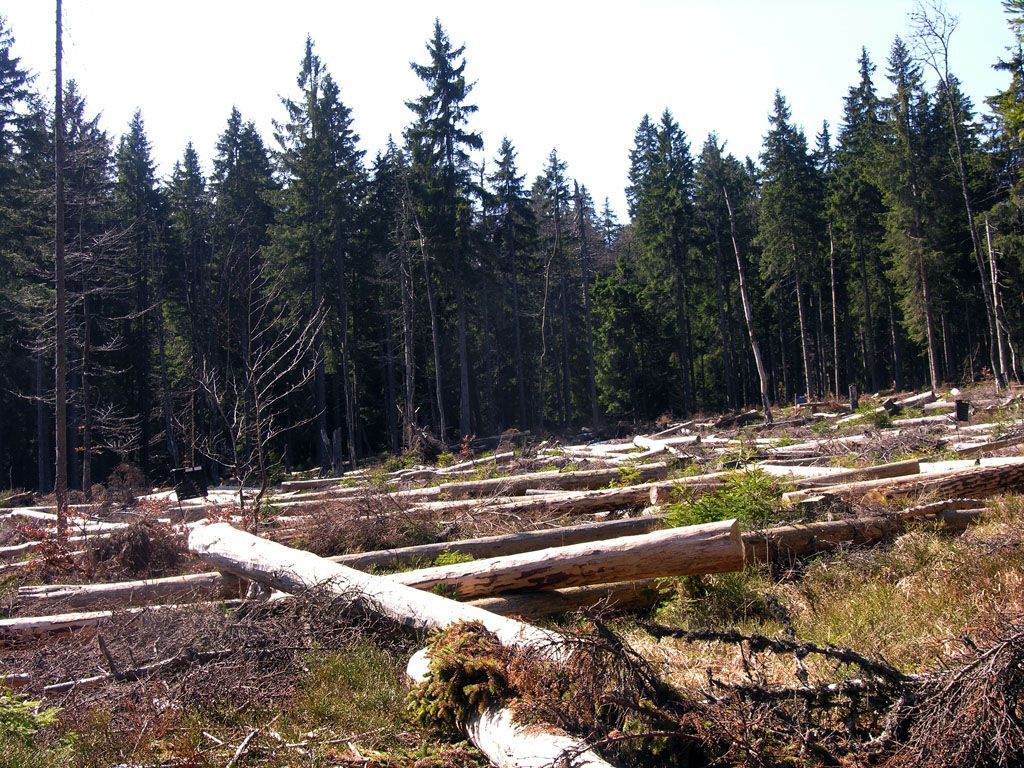 Šumavské lesy