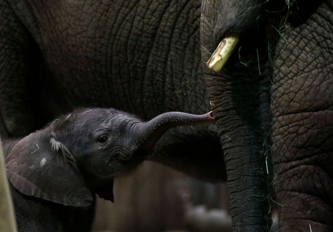 Slůňata mají společného otce, který se jmenuje Tusker.