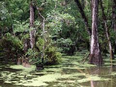 bažiny národního parku Everglades, Florida