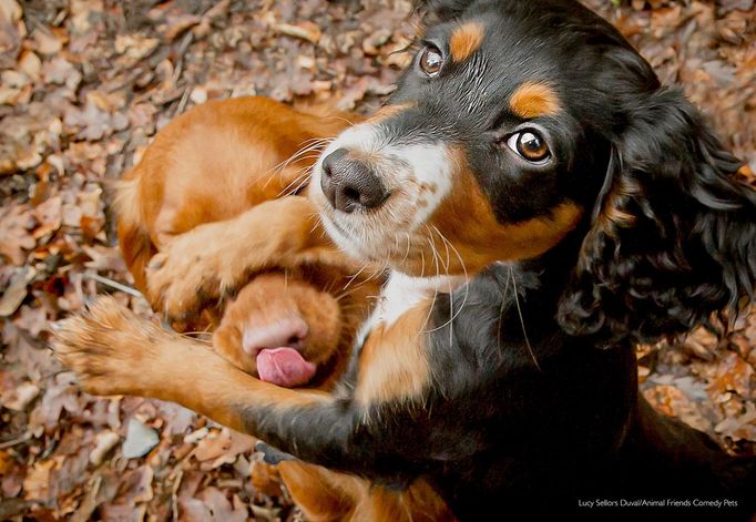 Vítězné snímky ze soutěže Comedy Pet Photo Awards 2022 / veselé fotky domácích mazlíčků