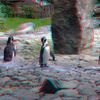 ZOO 3D