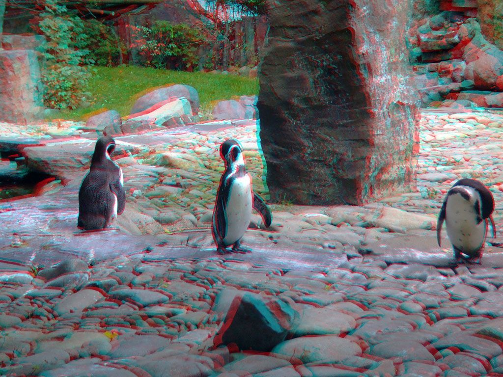 ZOO 3D