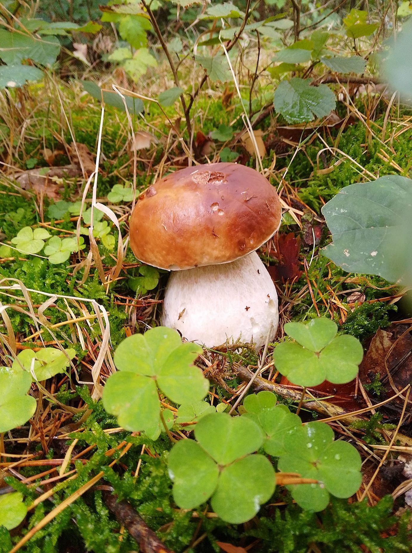 houby - fotosoutěž