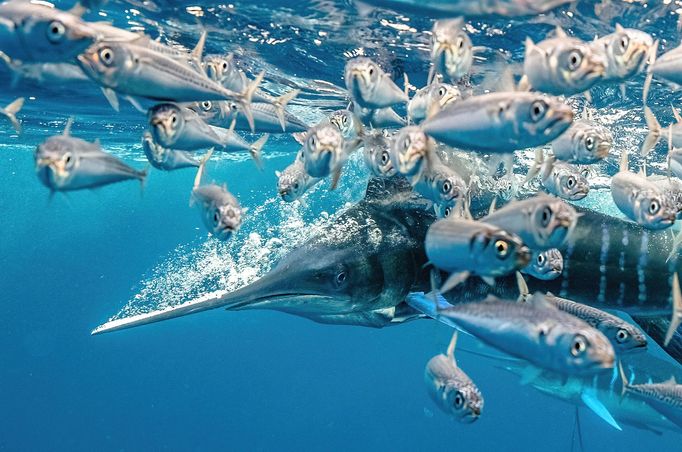 Vítězové soutěže Underwater Photographer of the Year 2021