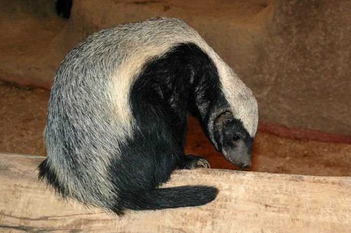 Káča - samička medojeda z pražské Zoo