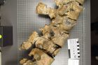 Nález kostí plesiosaura: Je možné najít další, říká geolog