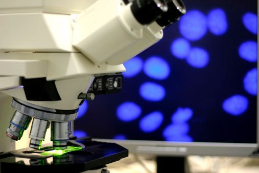 Kmenové buňky, mikroskop, ilustrační foto