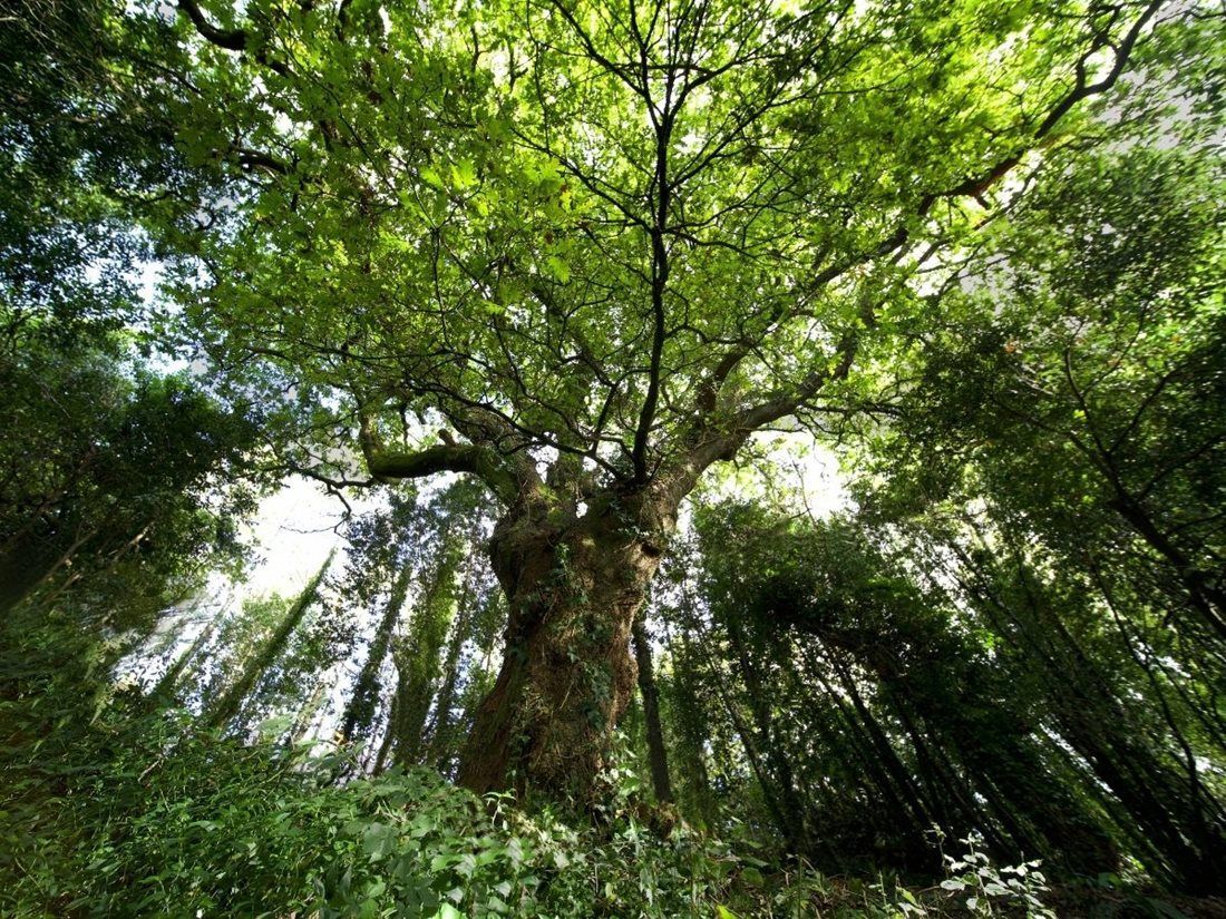 Evropský strom roku - finále -  Španělsko - Dub z Bosque