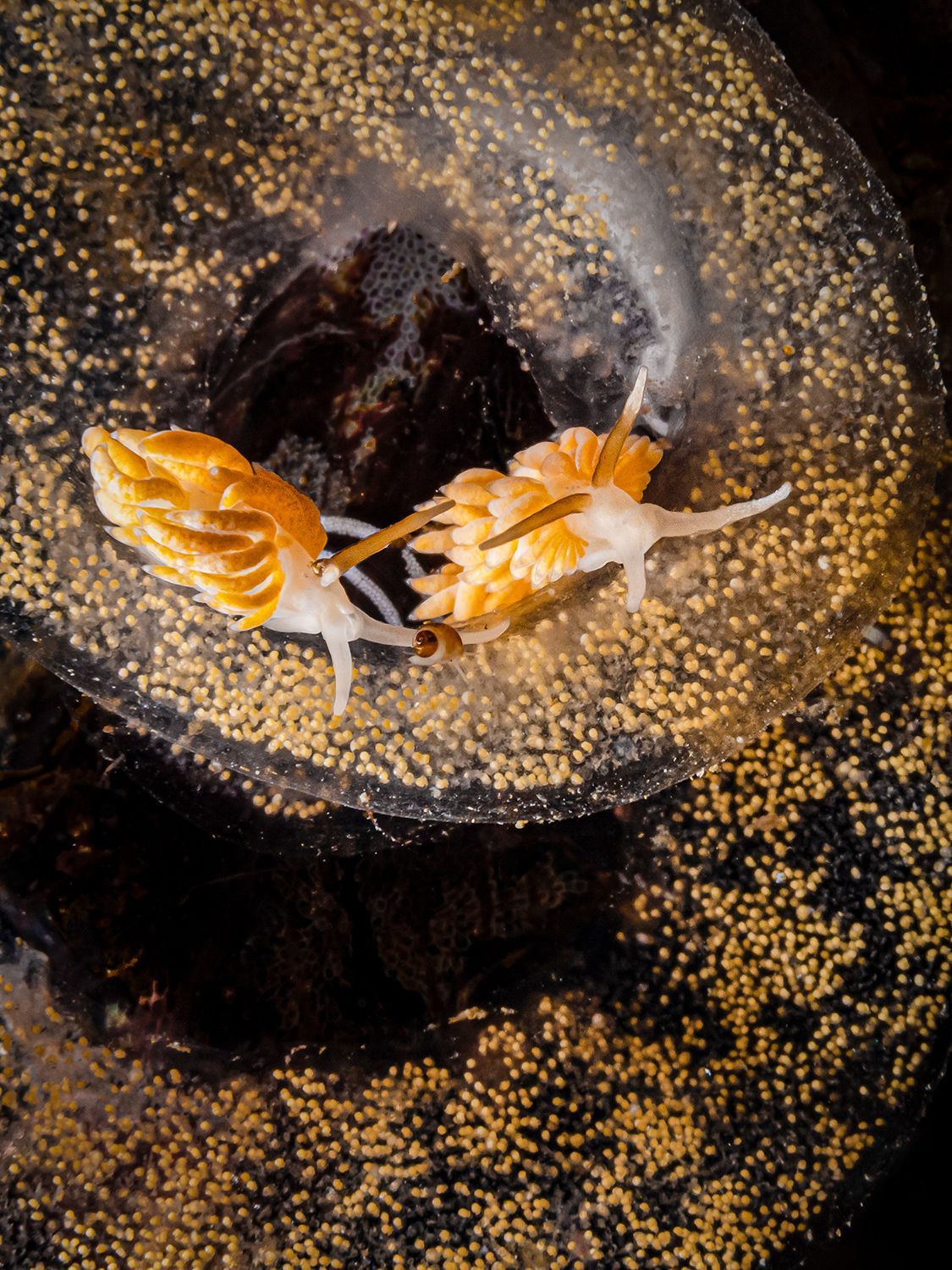 Vítězné fotografie ze soutěže Underwater Photographer of the Year 2023