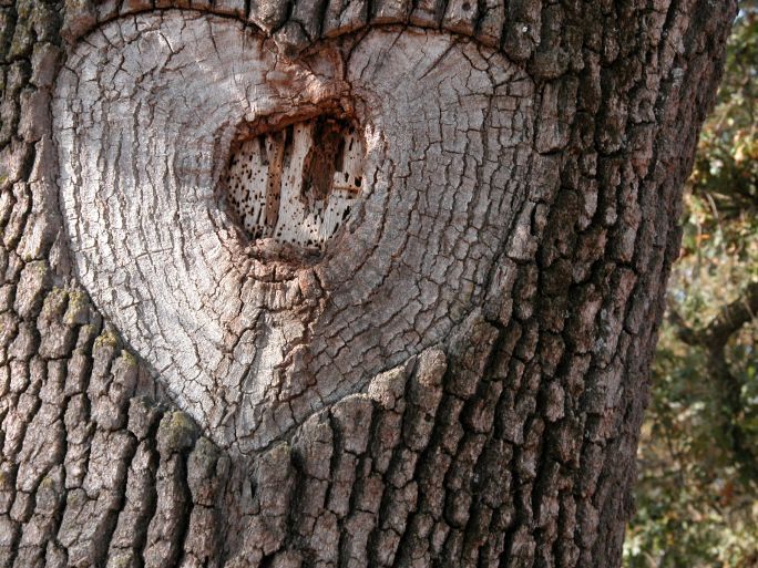 Obrazem: Fascinující podoby symbolu srdce v přírodě