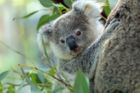 Ohrožená je i populace koalů medvídkovitých. Může za to úbytek jejich přirozeného prostředí, lidská činnost a klimatické změny spojené se suchem a požáry. Už v 19. století se koalové stali kvůli svým huňatým kožichům cílem lovců. Podle odhadů australské ministryně pro životní prostředí Sussan Leyové mohlo v požárech přijít o život až třicet procent koalů.