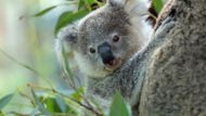 Ohrožená je i populace koalů medvídkovitých. Může za to úbytek jejich přirozeného prostředí, lidská činnost a klimatické změny spojené se suchem a požáry. Už v 19. století se koalové stali kvůli svým huňatým kožichům cílem lovců. Podle odhadů australské ministryně pro životní prostředí Sussan Leyové mohlo v požárech přijít o život až třicet procent koalů.