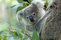 Roztomilý symbol Austrálie vymírá. Požáry v Novém Jižním Walesu zabily třetinu koalů