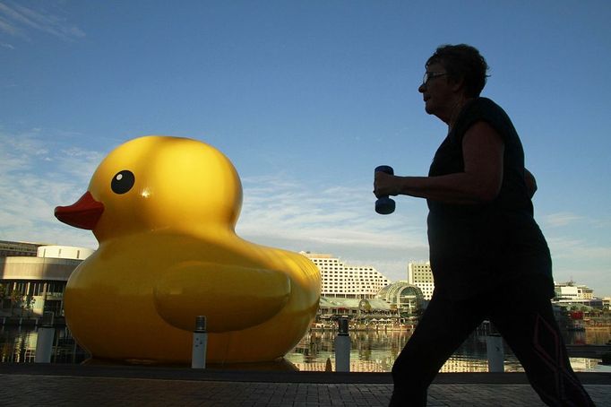 Giant Duck In Sydney Jan. 12, 2013 - Sydney, Australia - January 12, 2013 - Sydney, Australia - A runners past through Rubber Duck on January 12, 2013 in Darling Harbour, Sydney, Australia. The giant 15 x 15 meters Rubber Duck sculpture, create Netherland artist Florentijn Hofman, will be a part of Sydney Festival 2013 until 23 January 2013..