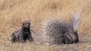 Fotografie ze soutěže Wildlife Photographer of the Year, které se utkají o cenu veřejnosti.