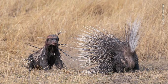 Fotografie ze soutěže Wildlife Photographer of the Year, které se utkají o cenu veřejnosti.