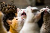 Návštěvníci jsou většinou milovníci koček a chtějí vidět hordy potulujících se a o jídlo žebrajících šelmiček. Aošimě se teď říká Kočičí ostrov.