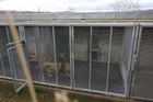 Pražská zoo drží už rok lva v karanténě. Horší než v cirkuse, kritizuje návštěvnice