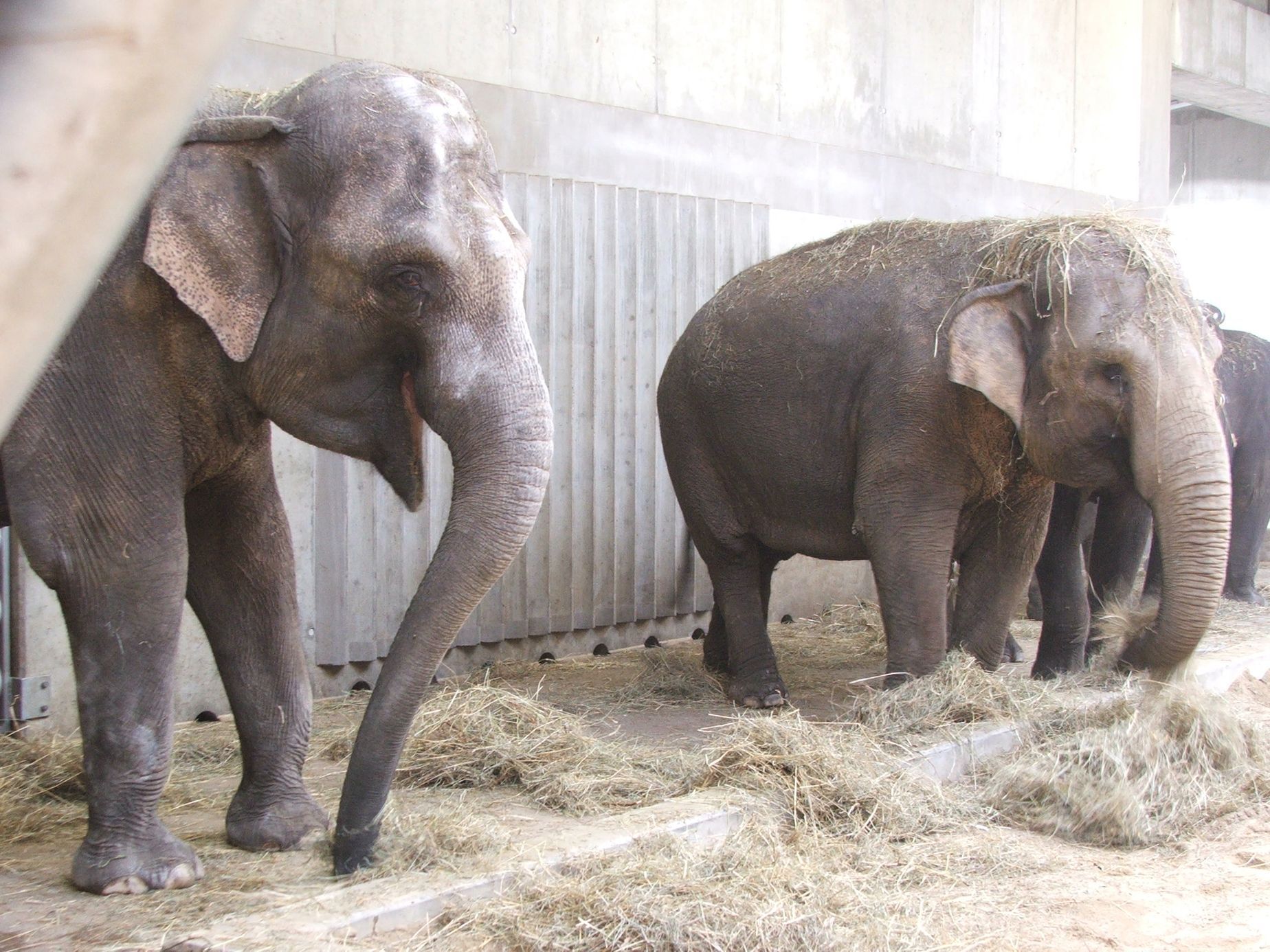 Údolí slonů - ZOO Praha