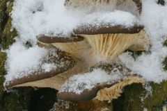 Mykolog: Mrazy nemrazy, čerstvé houby na Vánoce budou