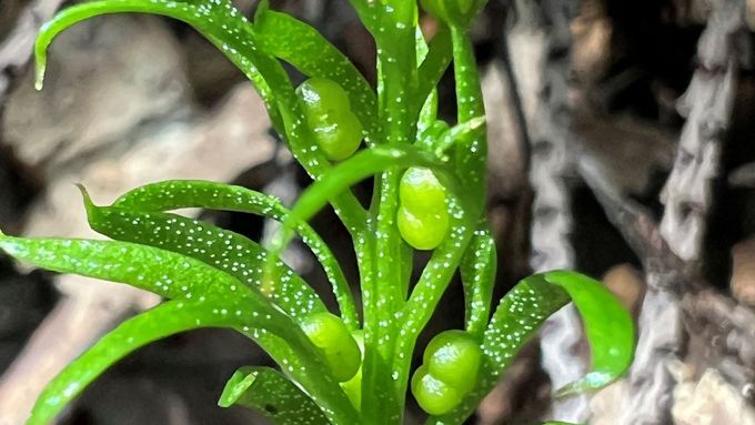 Genetický materiál neboli genom této drobné rostliny by po rozbalení dosahoval délky asi 100 metrů. Podle vědců je to "šílené" množství DNA na drobnou rostlinu.