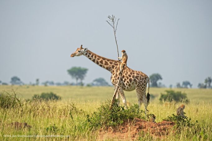 Finalisté fotografické soutěže Comedy Wildlife Photography Awards 2021