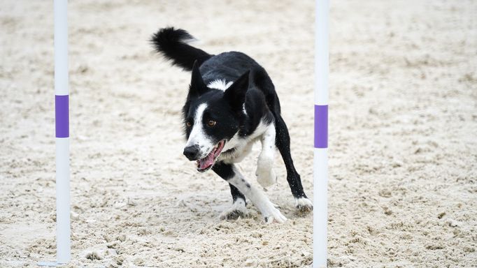 Mezinárodní kynologické závody Prague Agility Party 2022, závodiště Velká Chuchle