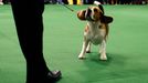 Westminster Kennel Club's Dog Show v New Yorku