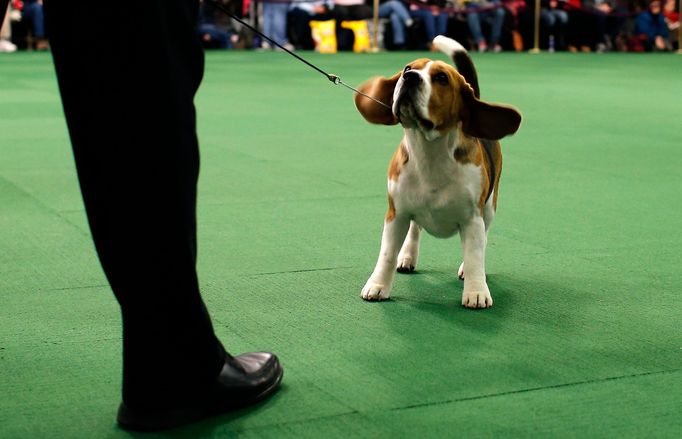 Westminster Kennel Club's Dog Show v New Yorku