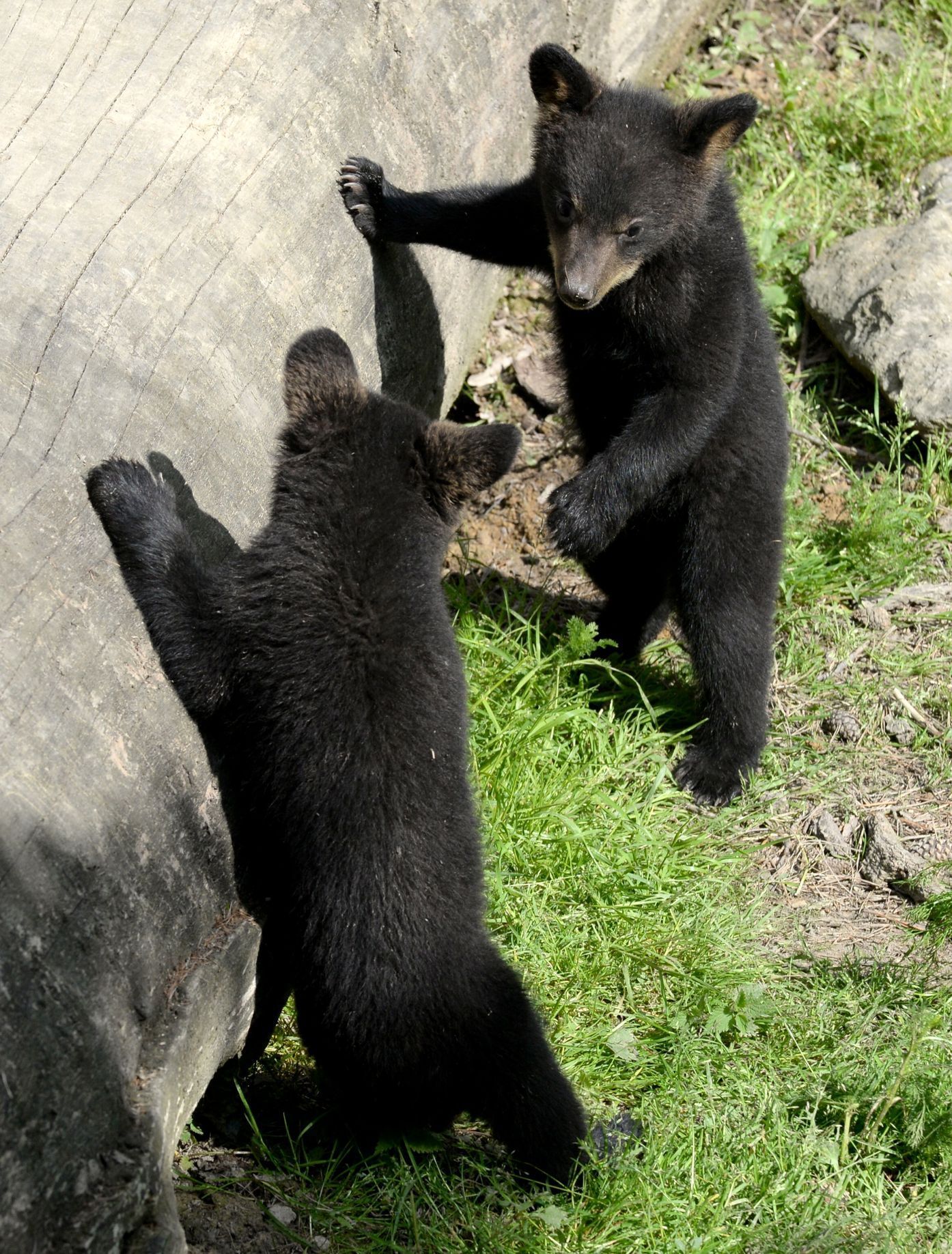 Medvíďata ze Zoo Olomouc