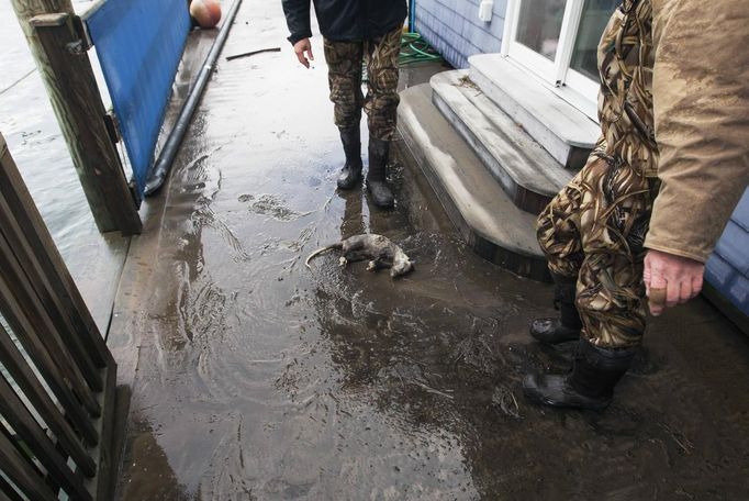 Muži při odstraňování škod na Captree Islandu v New Yorku narazili na uhynulou vačici.