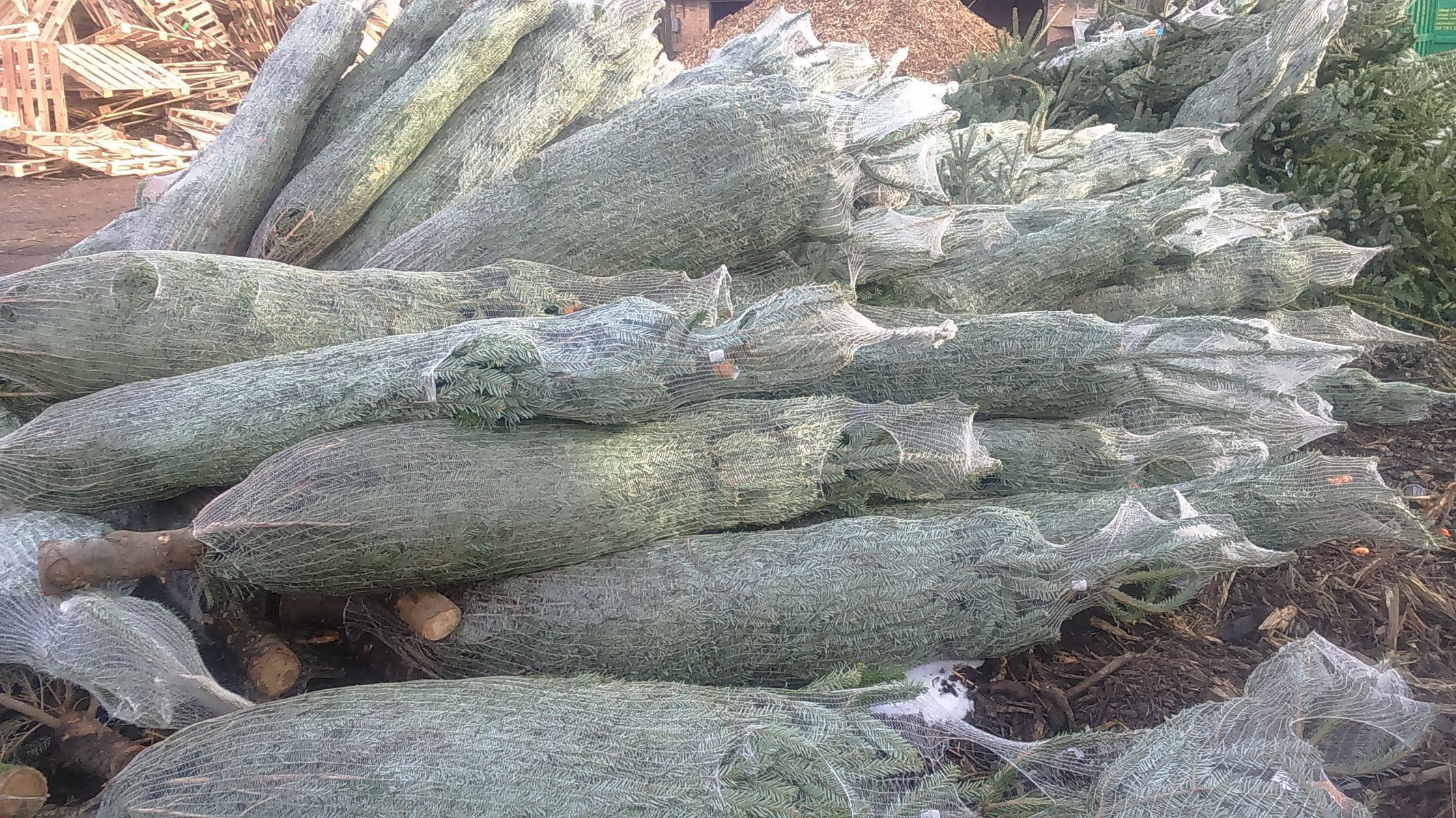 Zpracování stromků na štěpku