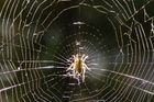 Vědci: Pavučiny jsou důmyslné světelné pasti