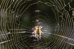Proč se pavučiny třpytí, když je rosa? Vědci už to vědí