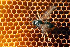 Na mnichy zaútočil roj včel, desítky těžce zraněných