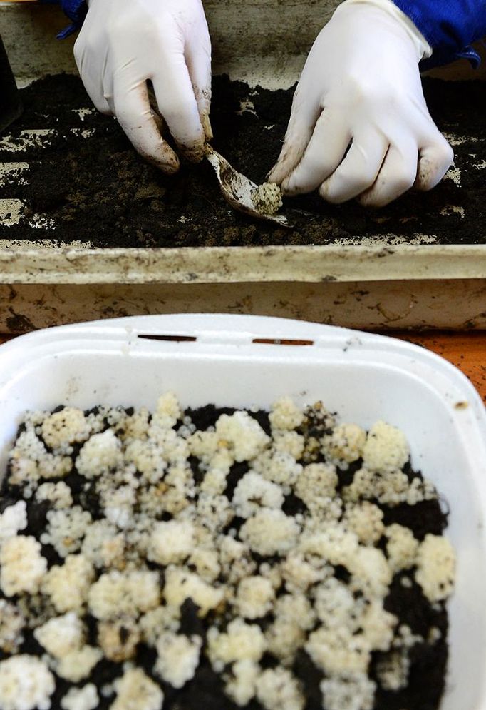 O GO WITH AFP STORY by ANNA MARIA JAKUBEK - A worker prepares snail eggs at the "Snail Garden" farm in Krasin, northern Poland, on May 29, 2013.