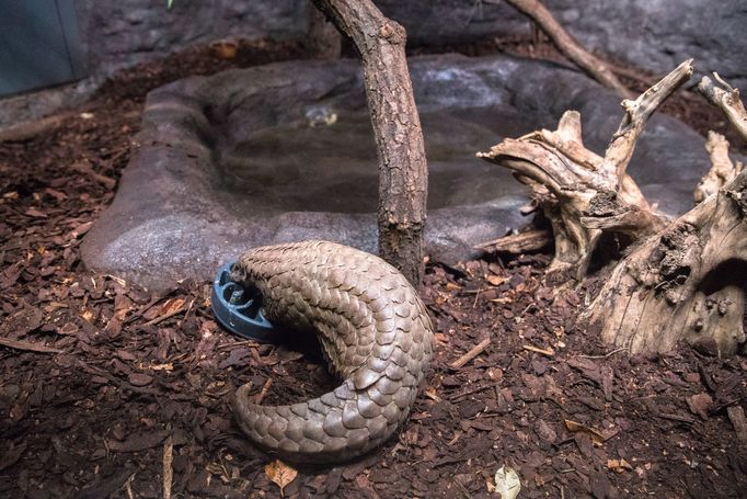 Luskouni v pražské zoo.