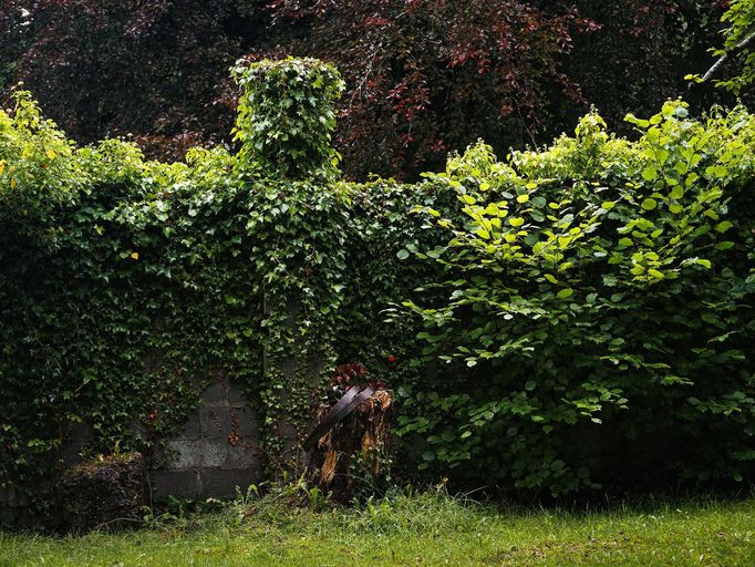 Strašidelný hrad Charleville a tajemný druidský les poblíž irského Tullamore